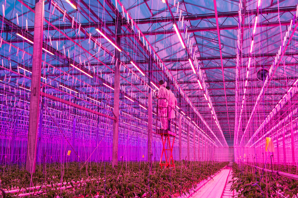 Kolejna polska szklarnia zamontowała oświetlenie Neonica Growy LED
