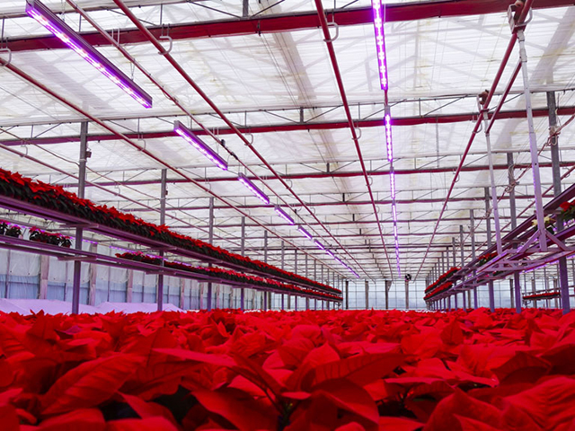 Piękne Święta dzięki Neonica Growy LED!