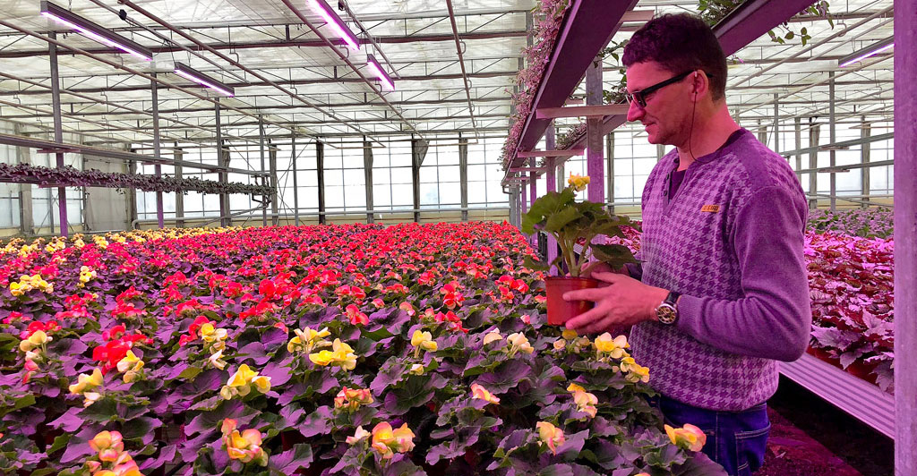 Najlepsi producenci kwiatów wybierają Neonica Growy LED