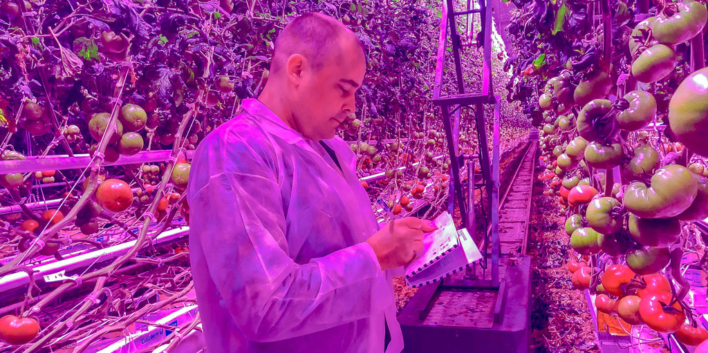 Pomidory szklarniowe uwielbiają Neonica Growy LED