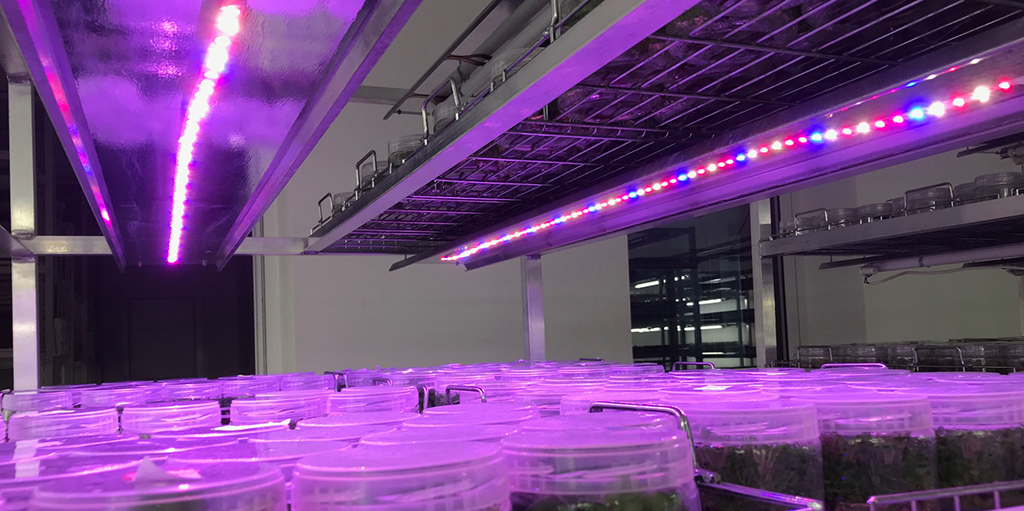Neonica Growy LED w laboratorium In Vitro