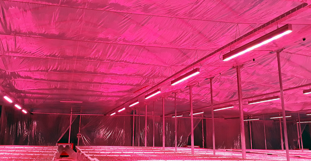 Nie tylko polskie gospodarstwa doceniają lampy Neonica Growy LED