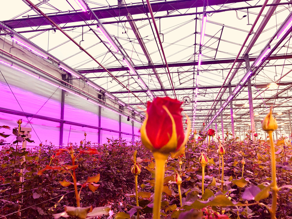 Kolejne gospodarstwo korzysta z Growy LED