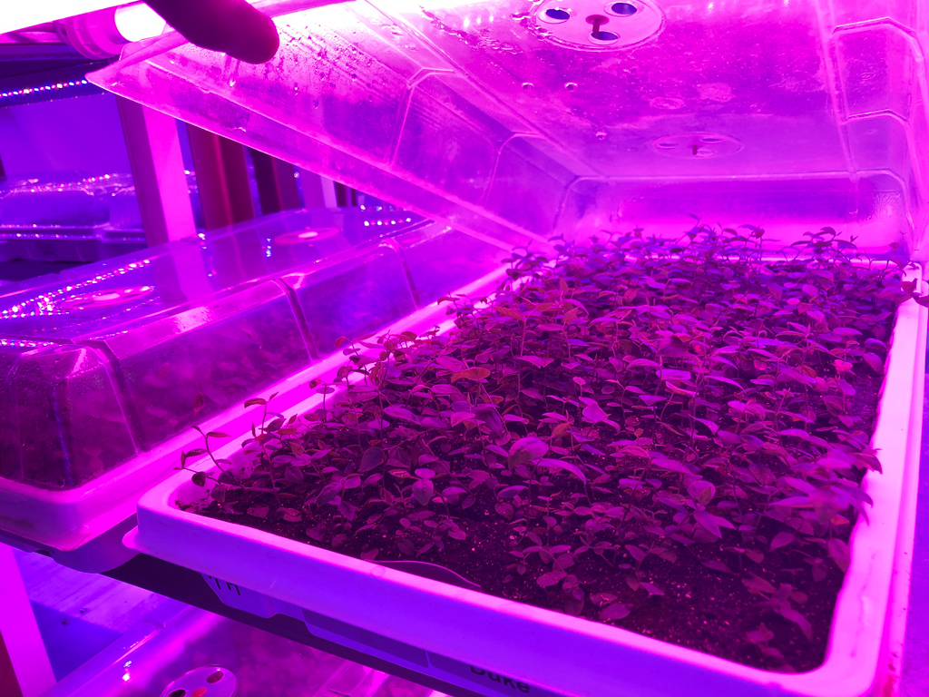 Szkółka roślin jagodowych i Growy LED