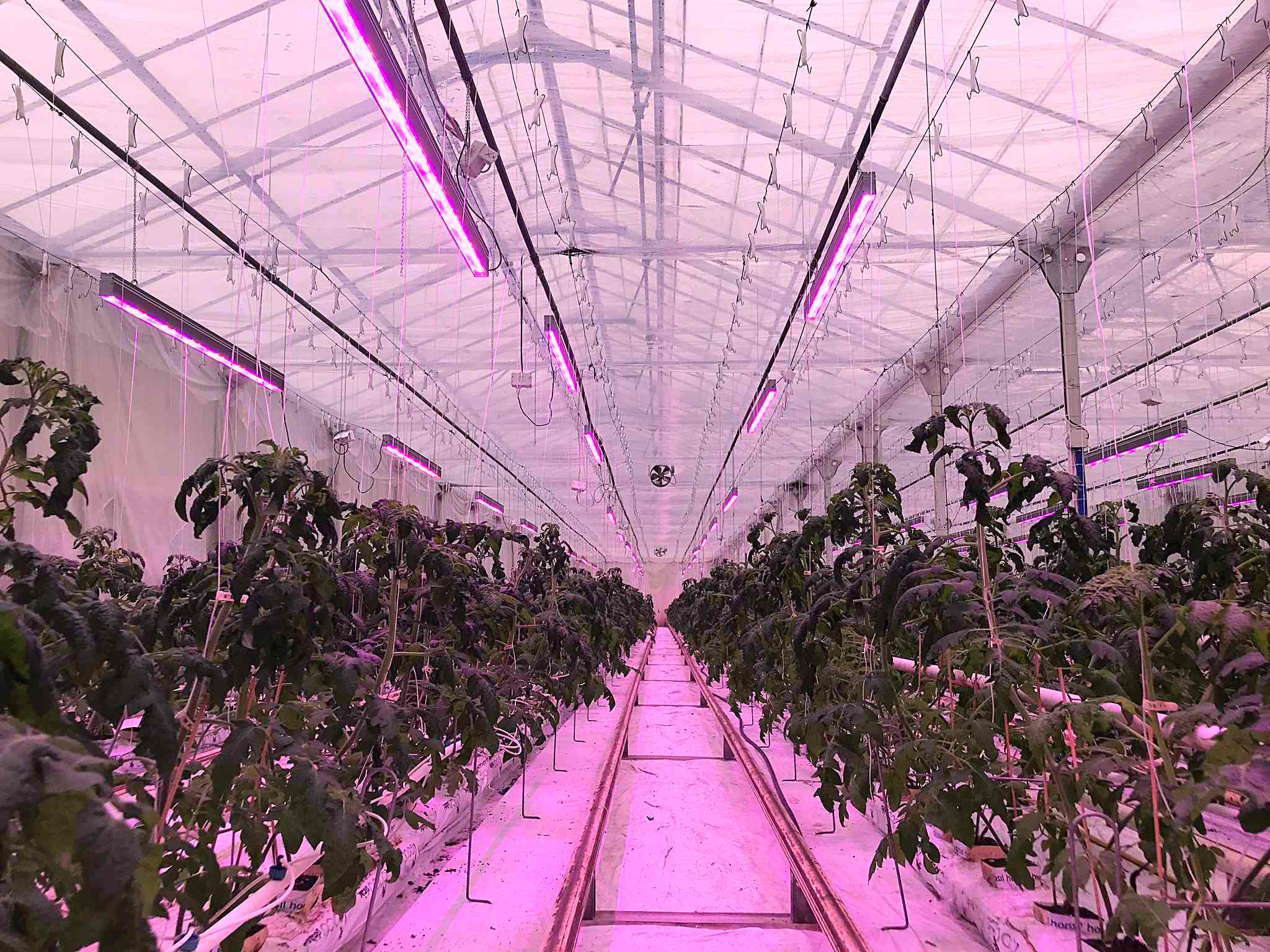 Światło GROWY LED w rozsadach