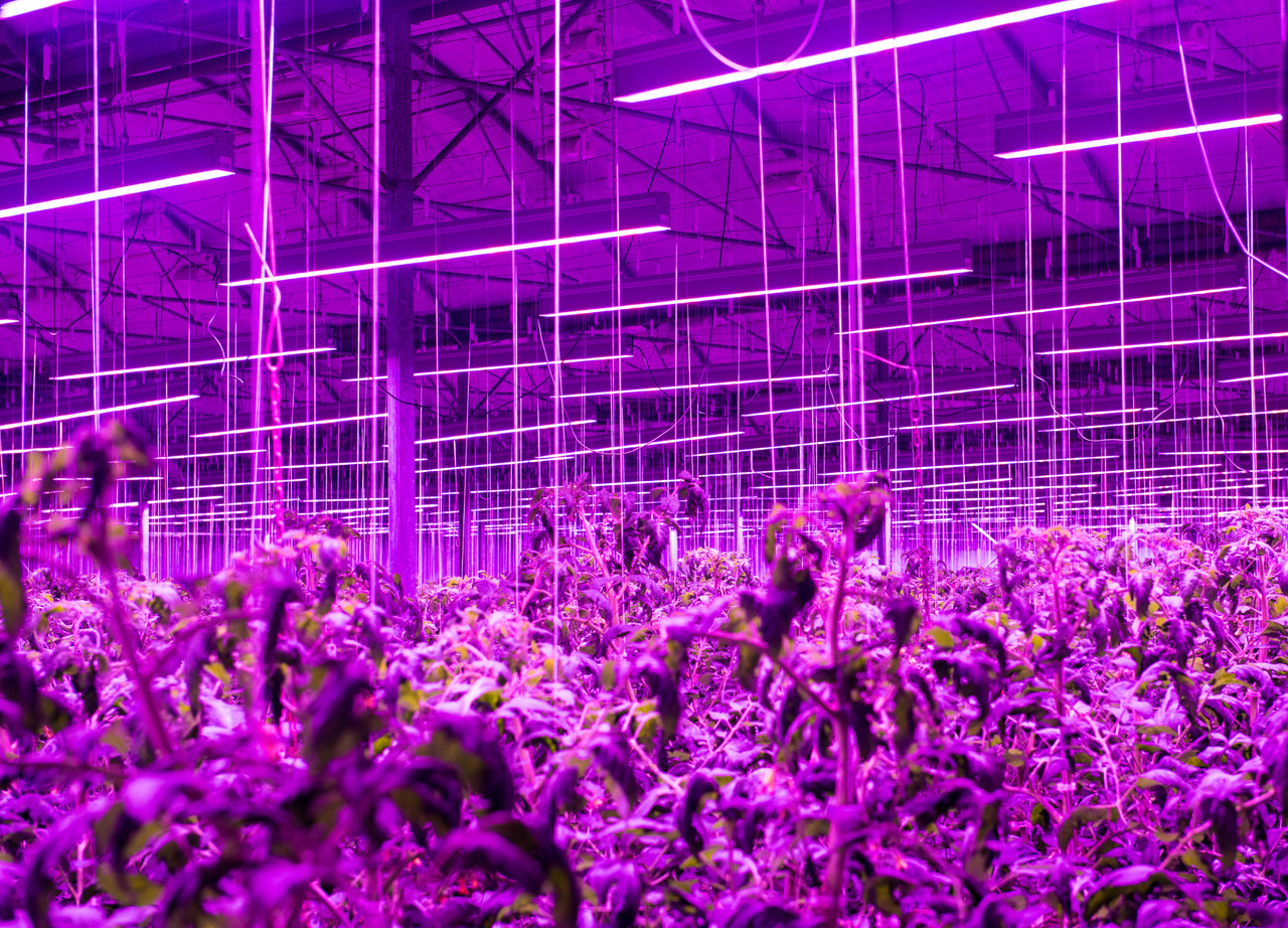 Renomowany polski producent pomidorów wybrał Neonica Growy LED